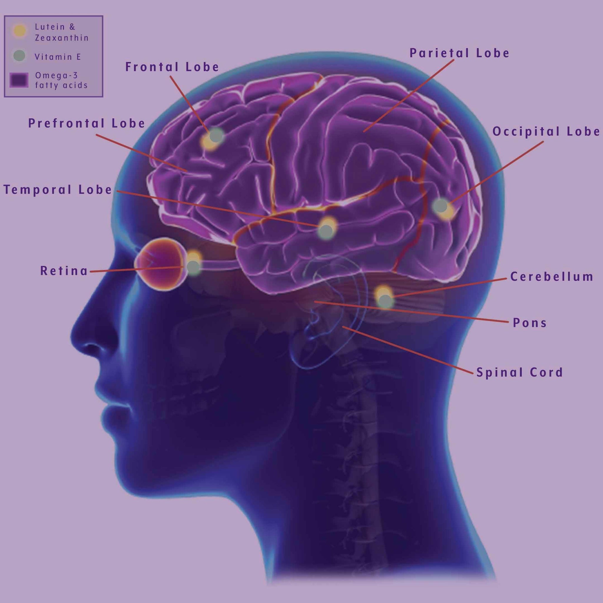 Carotenoids and Cognition