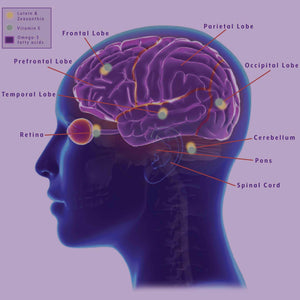 Carotenoids and Cognition