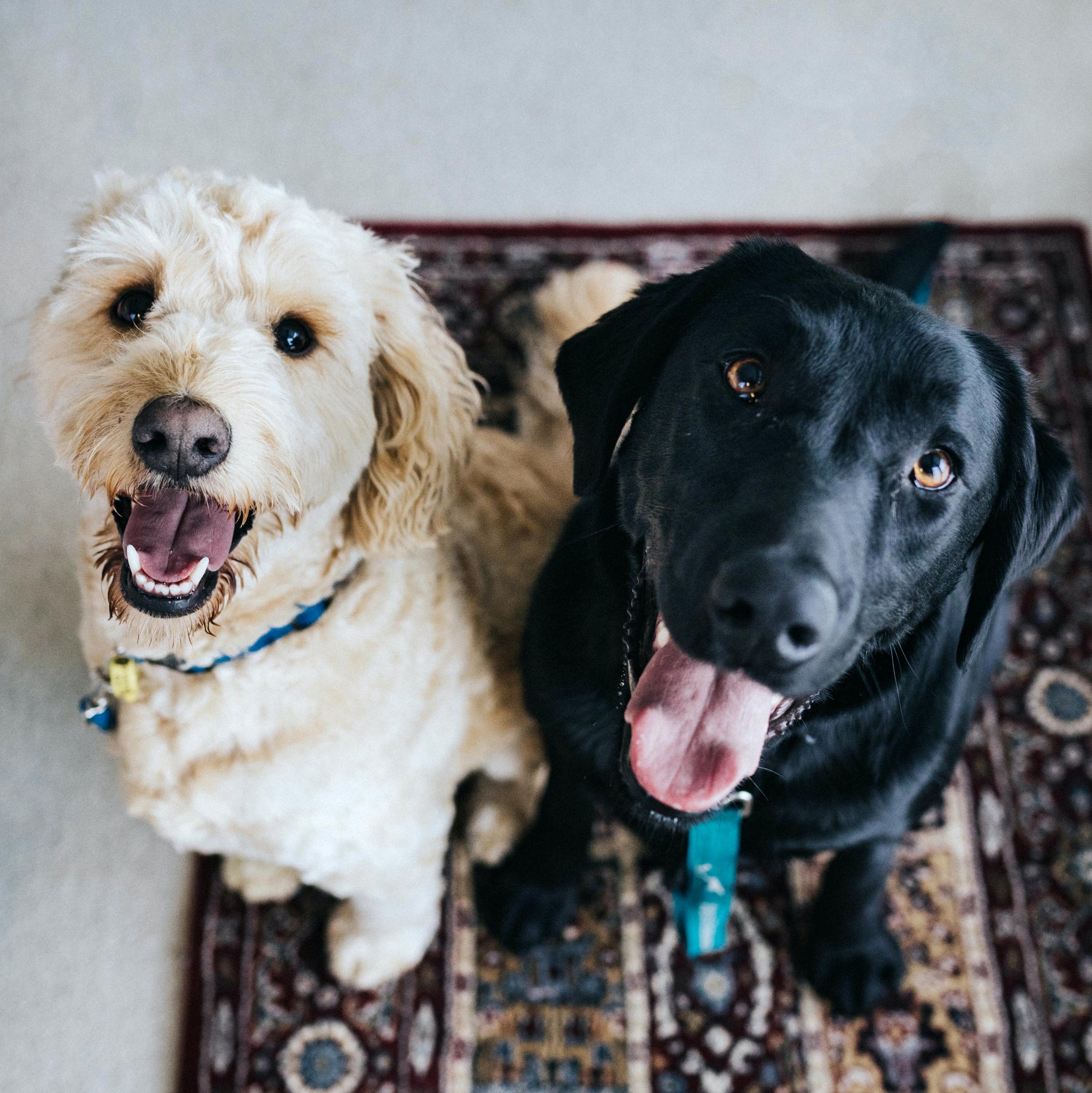5 Ways Pets Have Positive Effects on People with Dementia