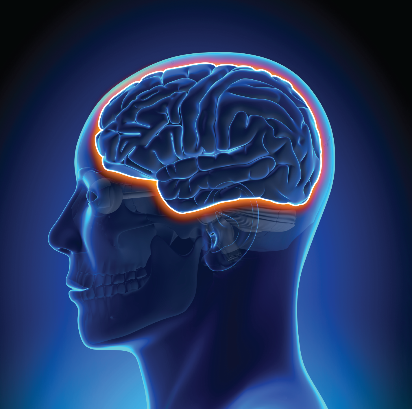 Does Your Supplement Cross the Blood-Brain Barrier?